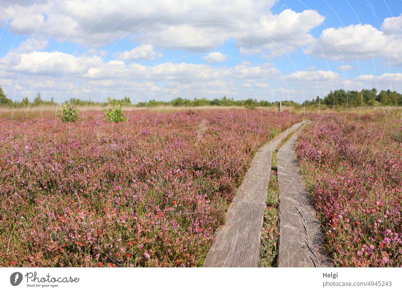 Holzbohlenweg im Moor ist im Sommer von blühendem Heidekraut umgeben Calluna Besenheide blühende Heide Heidestrauch Glockenheide Moorlandschaft Holzweg