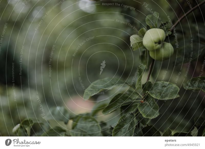 Knorriger Apfelbaum im Garten grün Bildfüllend Baum Frucht Natur Außenaufnahme Pflanze Umwelt Menschenleer Blatt Nutzpflanze frisch natürlich hängen Bioprodukte