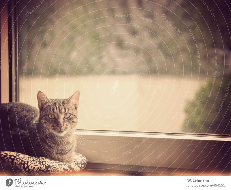 Otto Mainz Deutschland Stadtrand Haus Autofenster Tier Haustier Katze 1 Liebe Tod ruhig Farbfoto Innenaufnahme Experiment Menschenleer Tag Totale Porträt