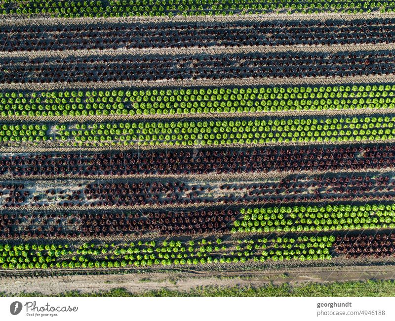 Acker mit verschiedenen Salaten von oben. Luftbild Landschaft luftbild drohne salat salatkopf salatgemüse kohl acker feld salatanbau