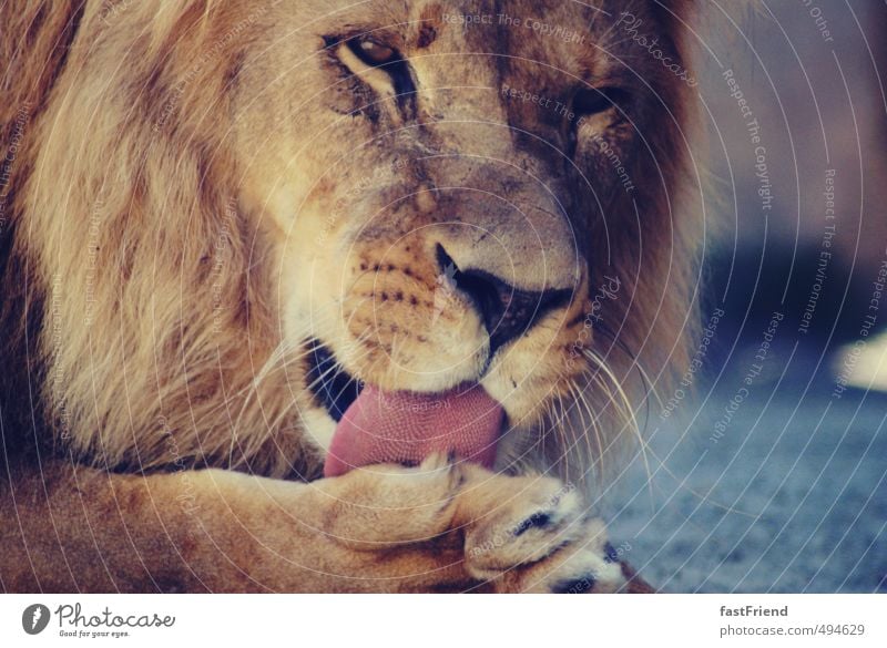 Körperpflege Tier Katze Zoo Löwe authentisch muskulös Sauberkeit schön Natur Reinigen Pfote Zunge Maul Nase Mähne Fell Farbfoto Außenaufnahme Freisteller