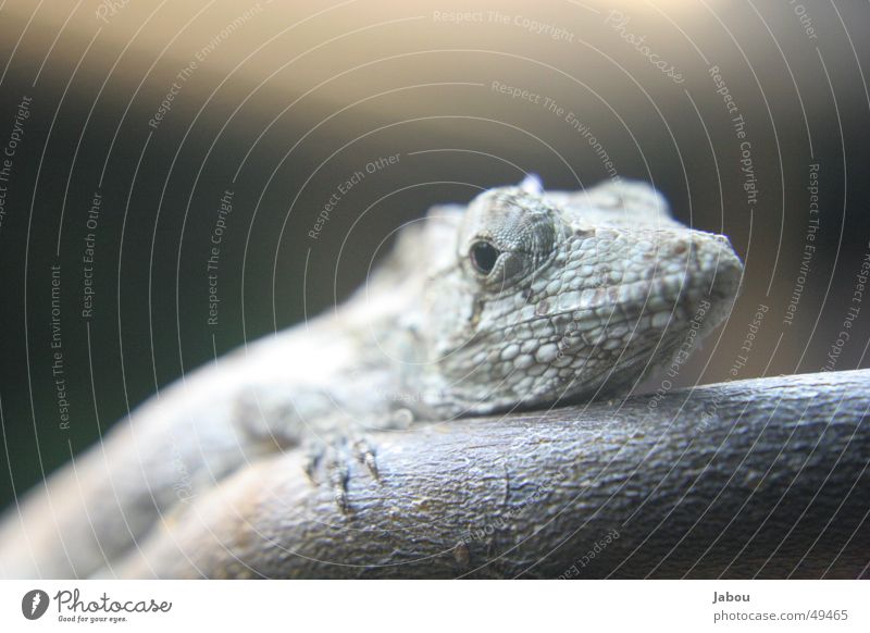 Anoli Echsen Reptil anoli chamälion Makroaufnahme