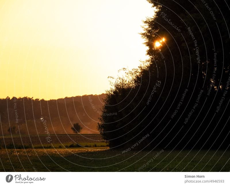 Baumlandschaft bei untergehender Sonne Sonnenuntergang Nebel Barriere Versteck Abendstimmung Dämmerung Sonnenlicht Indirektes Licht Silhouette Landschaft