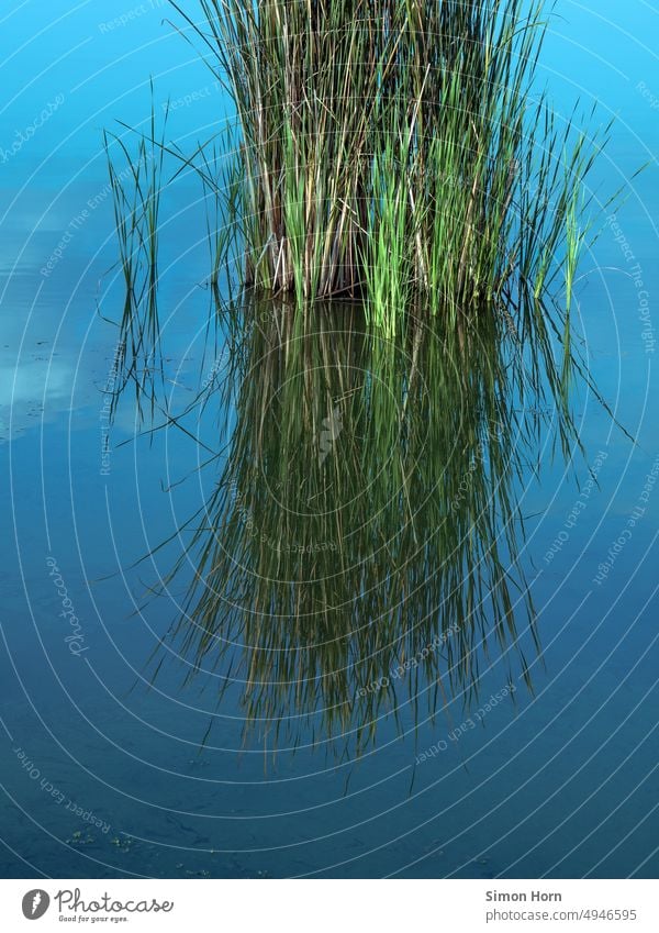 Schilf im Spiegel des Wassers Spiegelung Wasseroberfläche Reflexion & Spiegelung Wasserspiegelung Umwelt Seeufer Idylle blau Schilfrohr Schönes Wetter