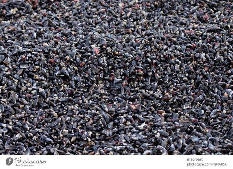 Angeschwemmte Muscheln am Strand an der Ostsee miesmuscheln ostsee berg menge angeschwemmt angespült Strandgut Menschenleer Außenaufnahme Nahaufnahme Tag