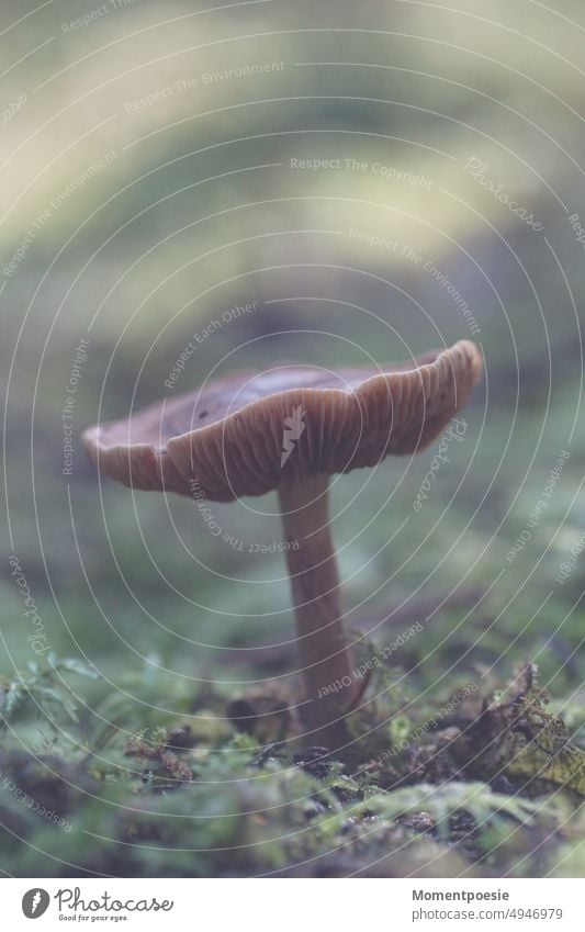 Pilz Wald Schammerl Herbst Natur Nahaufnahme Außenaufnahme Pflanze Moos Farbfoto Makroaufnahme Waldboden Umwelt Pilzhut braun Wachstum natürlich herbstlich