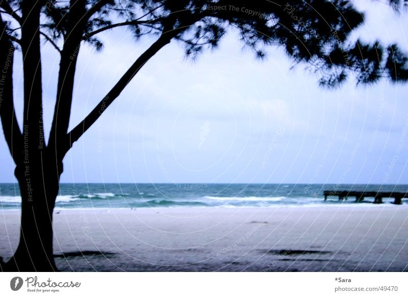 Strand Meer Baum Amerika blau Wasser Sand Silhouette Brandung Sandstrand Menschenleer Zweige u. Äste Steg Ferne Wellen Textfreiraum Mitte