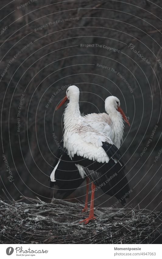 Störche kalt Kinderwunsch biologisch Brutzeit Babywunsch Freilandhaltung Landleben Zugvogel brüten Äste Horst Zugvögel Tiere Nestplattform Vögel Klapperstorch