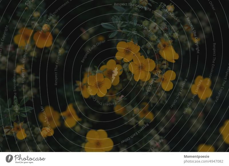 gelbe Blüten blühen Blumen zierlich klein zart sanft sensibel Kräuter blühend Natur zarte Blüten Frühling Tageslicht natürlich erblühen fein zarte Blumen