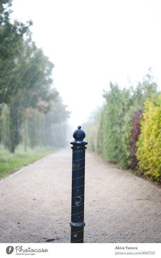 Wegteiler Natur Herbst Nebel Baum Sträucher Wiese kalt gelb grau grün rot schwarz Einsamkeit Vergänglichkeit Wege & Pfade Farbfoto Gedeckte Farben Außenaufnahme