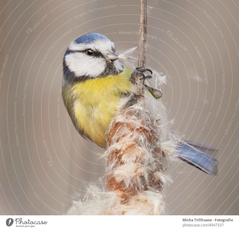 Blaumeise zupft am Schilf Cyanistes caeruleus Vogel Meisen Kopf Tiergesicht Feder Auge Schnabel gefiedert Krallen Flügel Rohrkolben Schilfrohr Wildtier