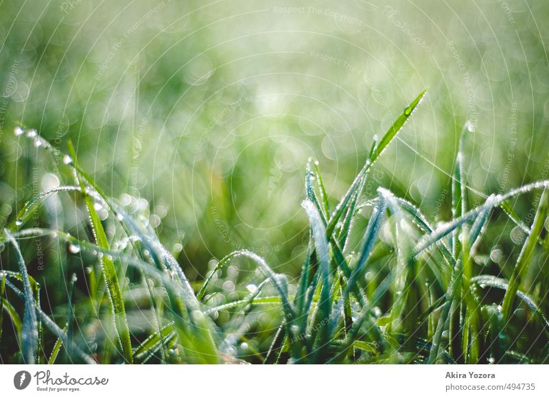 Perlengras Natur Wassertropfen Herbst Gras Wiese berühren glänzend kalt nass natürlich grün schwarz weiß Beginn Raureif Farbfoto Außenaufnahme Detailaufnahme