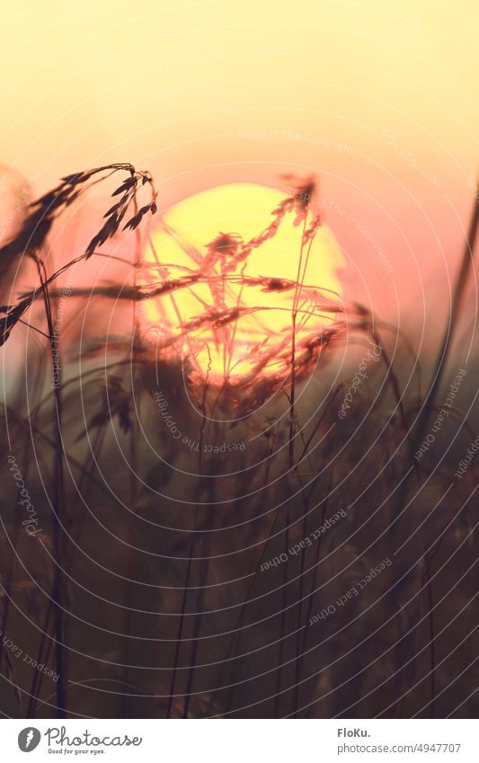 Gräser in der Abendsonne Natur Sonne Schwache Tiefenschärfe Pflanze Sommer Gras Außenaufnahme Menschenleer Wiese Umwelt Nahaufnahme Farbfoto Wildpflanze