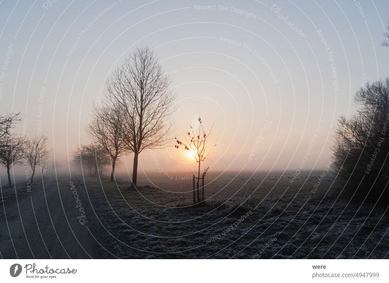 Eine mit Raureif bedeckte Nebelwiese bei Sonnenaufgang im Naturschutzgebiet Siebenbrunn bei Augsburg, Deutschland kalt Textfreiraum Wald Frost Landschaft Wiese