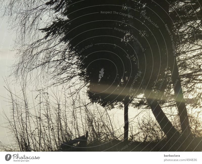 Natur im Scherenschnitt Himmel Sonnenlicht Baum Gras Sträucher Waldrand Bank schwarz weiß Stimmung Romantik ruhig Erholung Frieden Gefühle Sinnesorgane träumen