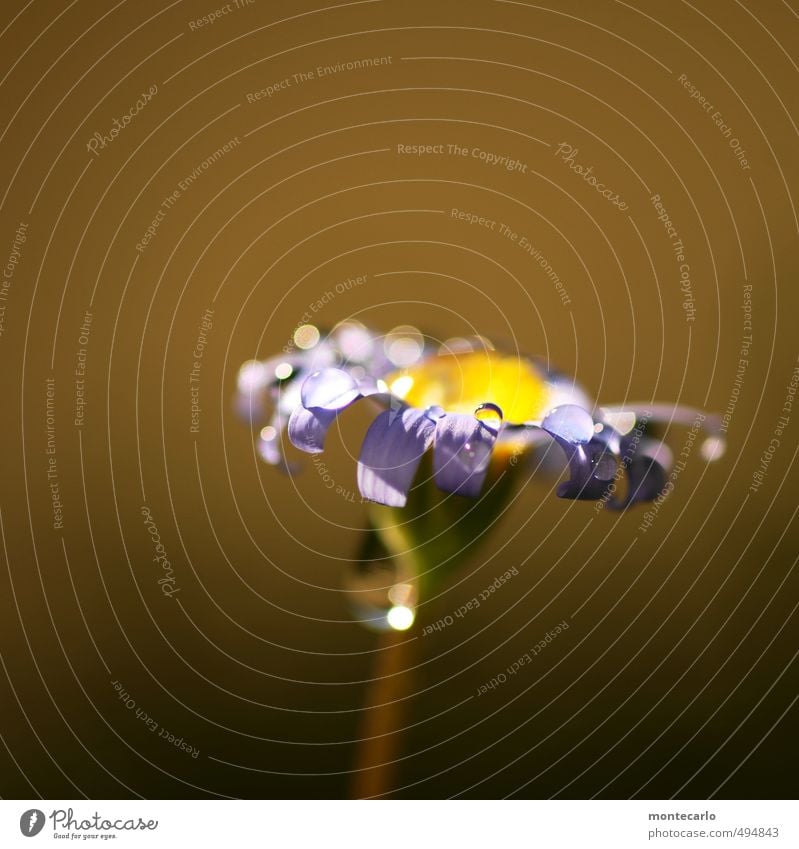 Sonntagsblume Umwelt Natur Pflanze Herbst Blume Blatt Blüte Grünpflanze Wildpflanze Topfpflanze ästhetisch dünn authentisch einfach frisch schön klein nah nass