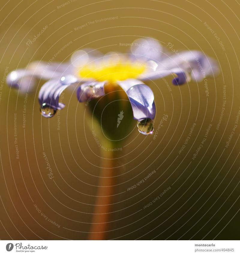 Blume Umwelt Natur Pflanze Herbst Schönes Wetter Grünpflanze Wildpflanze Topfpflanze Tropfen dünn authentisch einfach glänzend nass natürlich rund Wärme wild