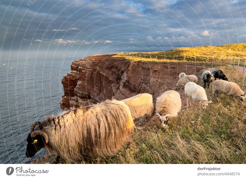 Sonnenaufgang auf Helgoland mit Schafen ästhetisch Felsen Natur Tierjunges Wildtier Meer Vogel Umwelt Nestwärme Artenschutz Zentralperspektive Vogelperspektive