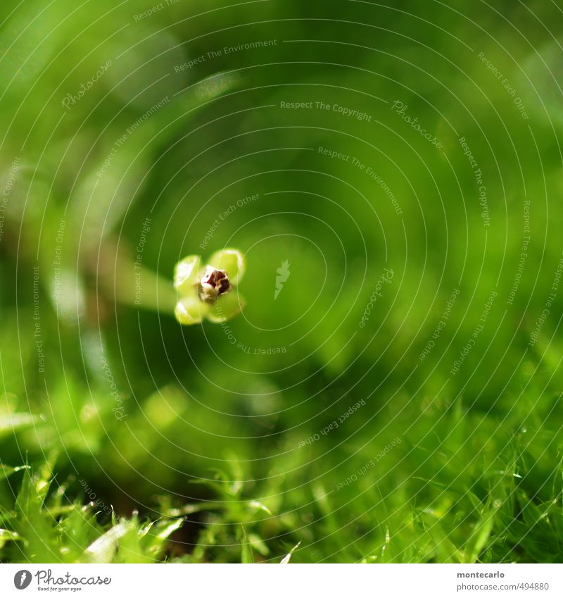 Parteifoto Umwelt Natur Pflanze Herbst Gras Sträucher Blatt Blüte Grünpflanze Wildpflanze dünn authentisch einfach frisch klein wild weich grün Farbfoto