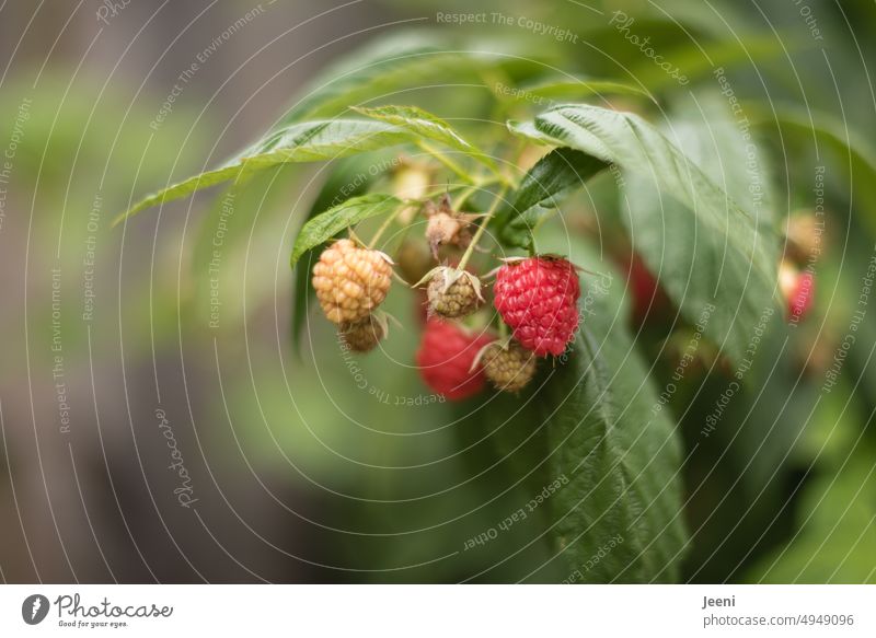 Frischen Himbeeren rot Ernte Erntedankfest ernten gesund frisch Garten reif Obstgarten lecker Sommer Herbst Frucht saftig Lebensmittel natürlich süß fruchtig