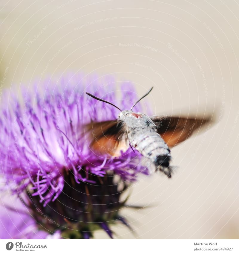 Taubenschwänzchen Natur Tier Italien Kalabrien Europa Schmetterling 1 fliegen Parco Nazionale dell Aspromonte bestäuben Flugzeuglandung Farbfoto Außenaufnahme