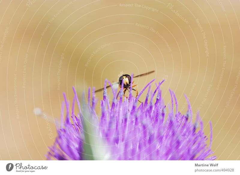 Landung in unwegsamem Gelände Natur Tier Italien Kalabrien Europa Biene 1 fliegen Parco Nazionale dell Aspromonte Wespen Landen bestäuben Farbfoto Außenaufnahme