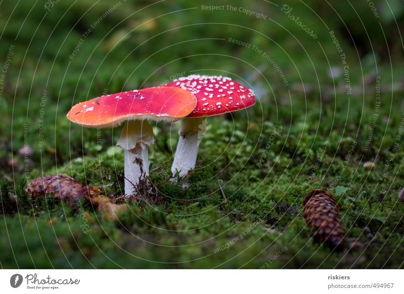 glückspilze :) Umwelt Natur Pflanze Herbst Pilz Fliegenpilz Moos Zapfen Wald ästhetisch Fröhlichkeit grün rot weiß einzigartig elegant Idylle Wachstum Farbfoto