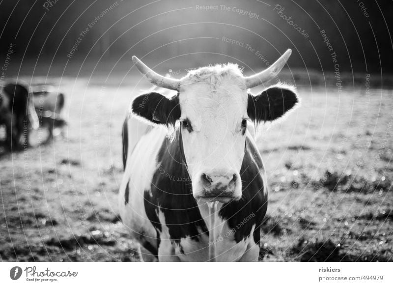 big mama Umwelt Natur Landschaft Sonnenlicht Wiese Feld Tier Nutztier Kuh 1 Herde beobachten leuchten Blick ästhetisch Schwarzweißfoto Außenaufnahme Tag Abend