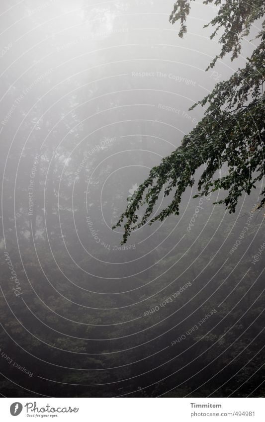 Grün ist die Hoffnung. Umwelt Natur Pflanze Nebel Blatt Ast Wald dunkel grau grün Gefühle Farbfoto Gedeckte Farben Außenaufnahme Menschenleer Tag