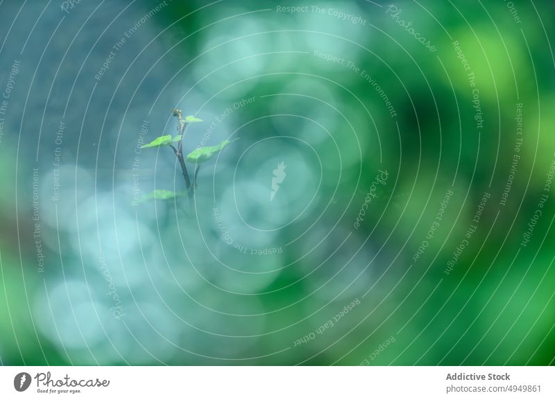 Dünner frischer Spross in der Natur sprießen Pflanze Blatt grün Sommer Wachstum Flora Hintergrund vegetieren filigran Ökologie Landschaft zerbrechlich klein