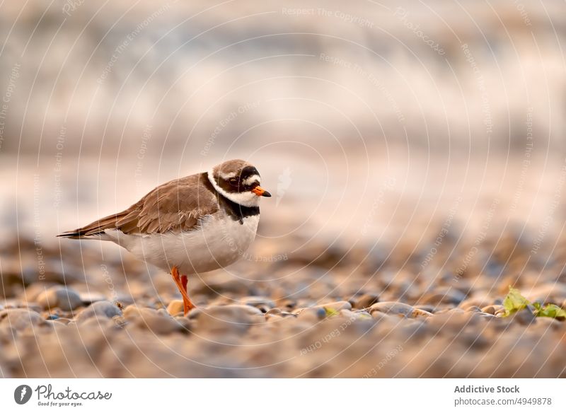 Flussregenpfeifer am Meeresufer Sandregenpfeifer Vogel allgemein Kieselsteine wild tagsüber Spaziergang Tier Stein Windstille Charadrius hiaticula Fauna Bargeld