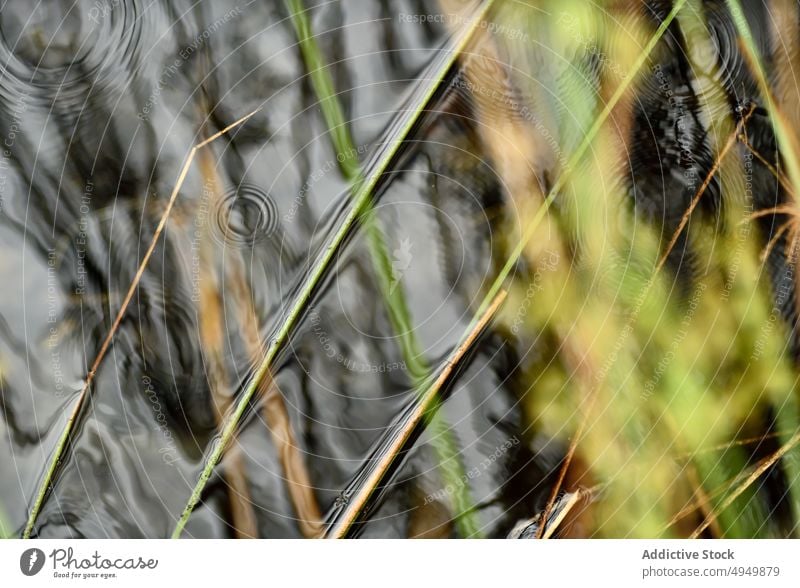 Gras im Seewasser an einem regnerischen Tag Wasser Regentropfen Rippeln Wetter Natur Sauberkeit Hintergrund nass Klinge rein einweichen übersichtlich ruhig