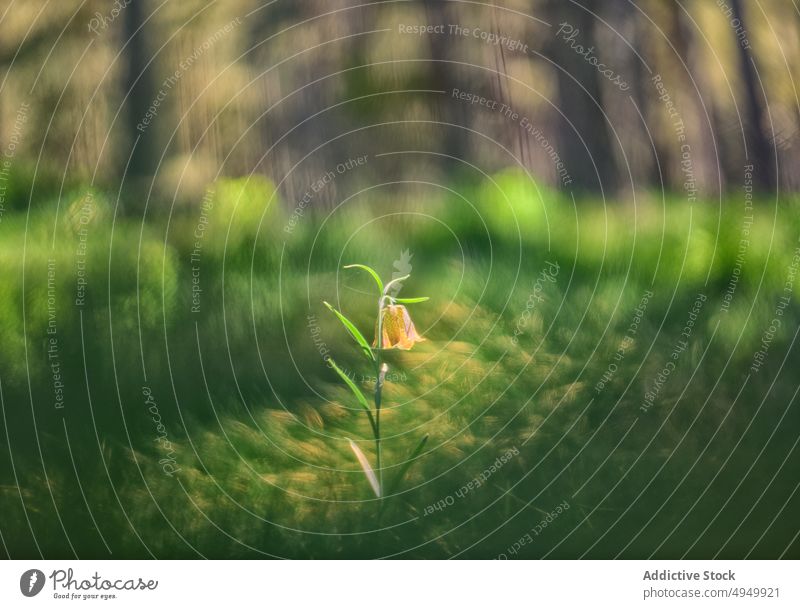 Gelbe Blume wächst im Wald Fritillaria Sommer Gras Pflanze sonnenbeschienen Landschaft Saison Wachstum frisch vegetieren organisch filigran grün Blütezeit Flora