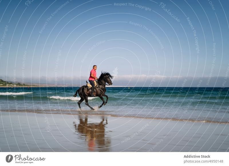 Mann reitet Pferd am Meer Mitfahrgelegenheit MEER Strand Blauer Himmel winken nass Sommer Wochenende männlich Wasser Seeküste Reiter platschen Küste Ufer