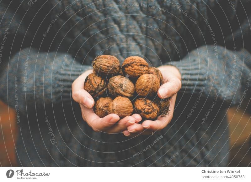 Walnüsse sammeln für den Winter Ernte Hände halten herbstlich Vorrat lecker Snack rustikal Ernährung frisch geschmackvoll Lebensmittel gesund Vegane Ernährung