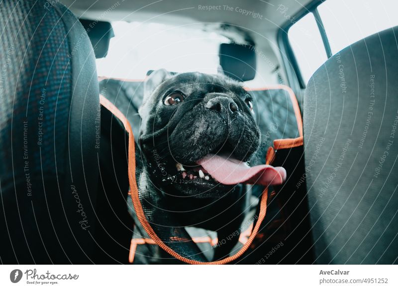 Lustige französische Bulldogge Hund wartet auf das Auto bereit für einen Spaziergang, Porträt-Bild. Haustier-Konzept. Die Pflege des Mannes bester Freund. Frau nimmt seinen Hund zu einem Spaziergang an einem sonnigen Tag. Lustige Hunderasse