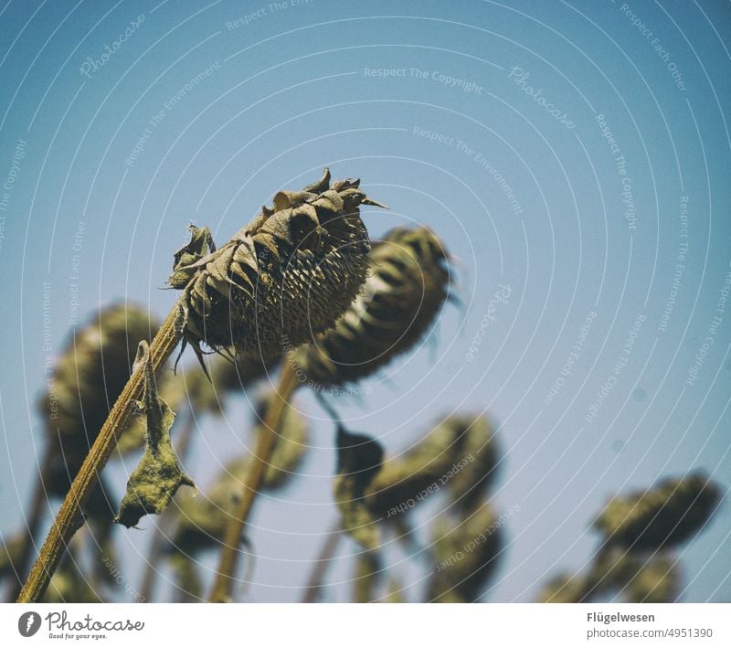 Verblüht verblüht Sonnenblume Sonnenblumenfeld Sonnenblumenkern Sonnenblumenöl Sonnenblumenkerne Sonnenblumenfamilie sonnenblumenblüte verdorrt vertrocknet