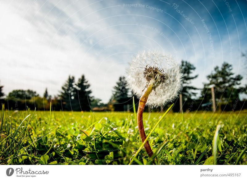 Pustekuchen Natur Pflanze Erde Himmel Wolken Schönes Wetter Baum Blume Gras Blüte Garten Wiese Wald einfach frisch nah blau braun grün Farbe Freiheit Umwelt