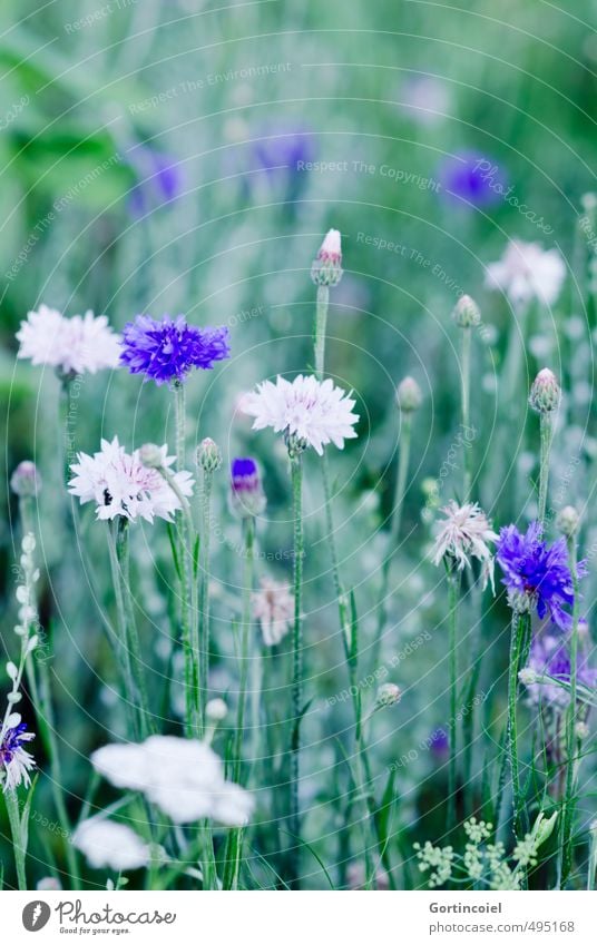 Feldblumen Natur Pflanze Sommer Blume Blüte schön blau grün weiß Kornblume Kornfeld ländlich Farbfoto Außenaufnahme Textfreiraum oben Schwache Tiefenschärfe