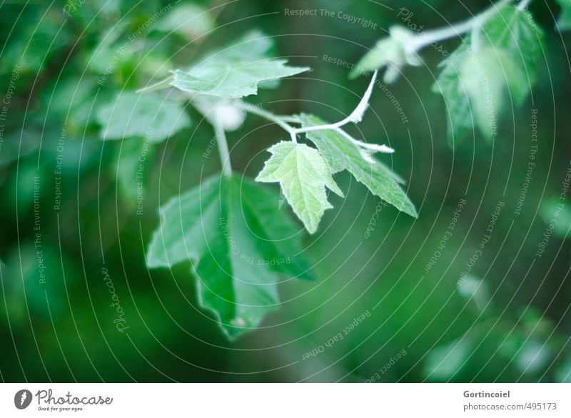 Blattgrün Umwelt Natur Pflanze Baum dunkel natürlich Unschärfe Farbfoto Außenaufnahme Textfreiraum links Textfreiraum rechts Textfreiraum unten