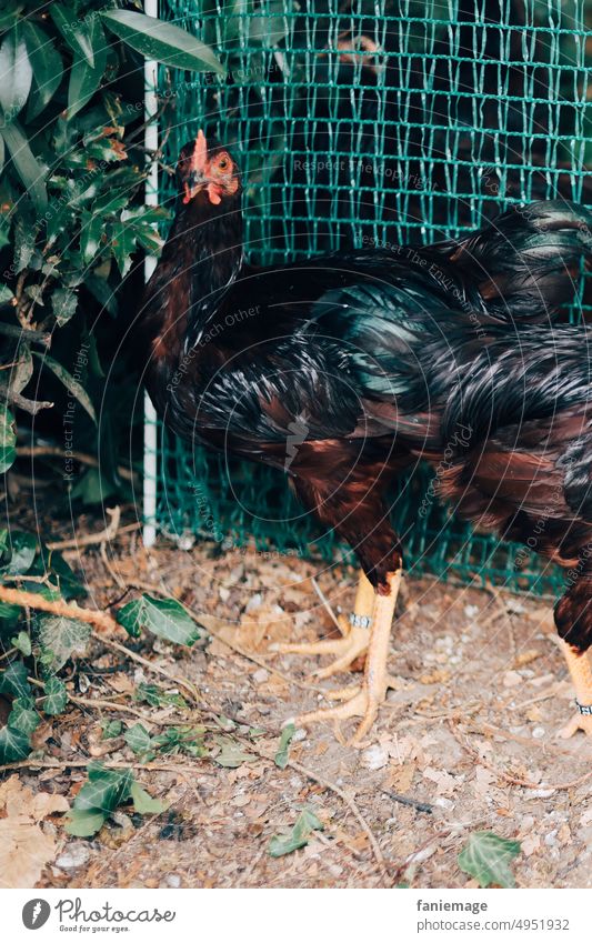 da gluckst du huhn Hühner Hühnerhof Garten Restaurant natürlich Natur freilauf frei herumlaufen glückliches Huhn Zaun glänzend Tier Tierfoto Freilandhaltung