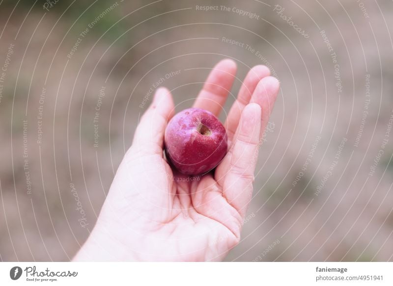 Ernte ernte apfel lila dunkelrot verrotten Frucht Hand halten einzeln einzelne Frucht ernten pflücken Schneewittchen Garten gärtnern Schrebergarten Lifestyle