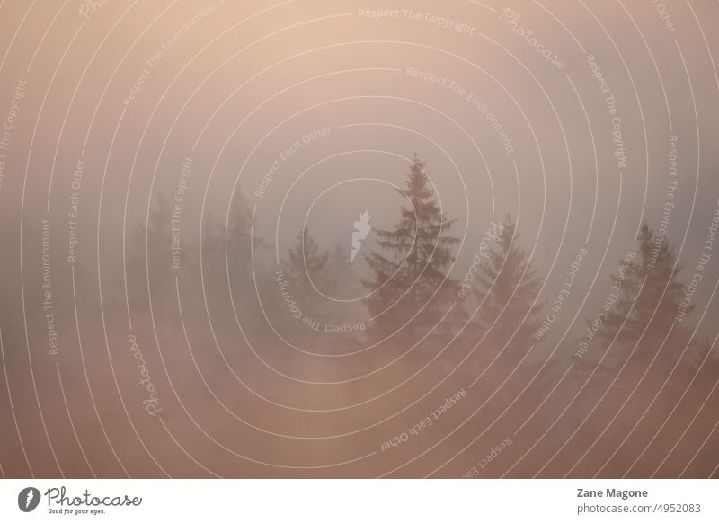 Stimmungsvolle Landschaft mit Fichten im dichten Dämmerungsnebel sehr wenige Herbst Nebel neblig Wolken Ästhetik verträumt ästhetischer Hintergrund Wald