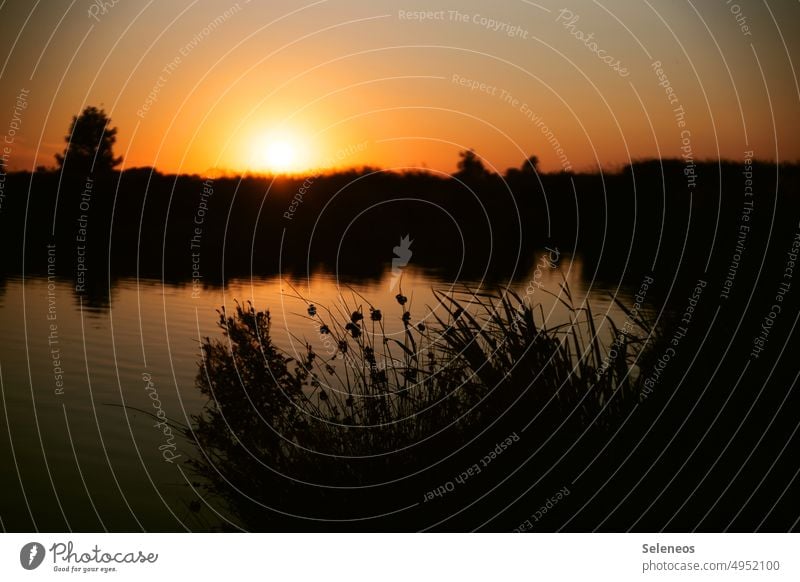 Abendrot Umwelt Natur Sonne Sonnenuntergang Sonnenlicht Spiegelung im Wasser See Abendstimmung Reflexion & Spiegelung Landschaft Himmel Seeufer Idylle