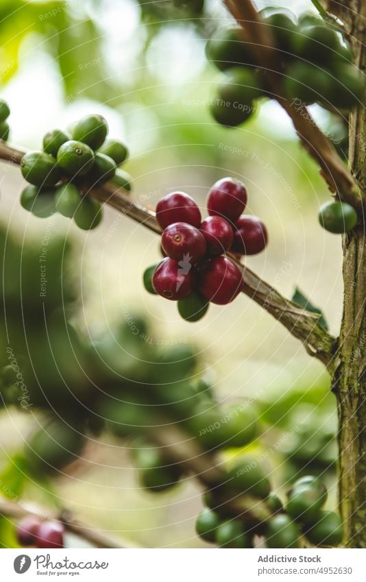 Zweige eines Kaffeebaums mit Früchten Baum Frucht Schonung Pflanze Ast Ackerbau reif Ernte grün Natur organisch kultivieren frisch Bauernhof Wachstum Flora