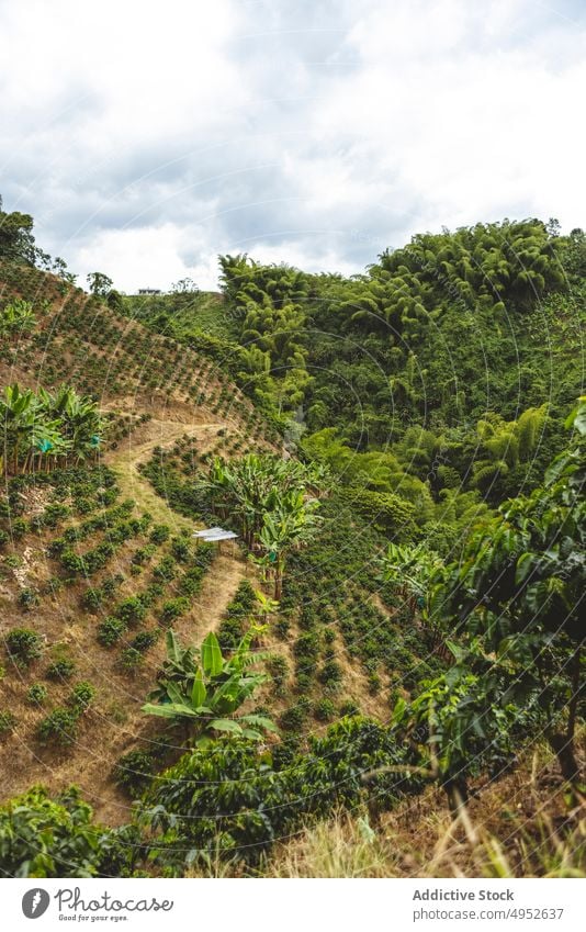 Kaffeeplantage auf einem Hügel mit Stufen Schonung Baum Ackerbau Pflanze Landschaft tropisch Hügelseite grün Natur organisch kultivieren frisch Bauernhof