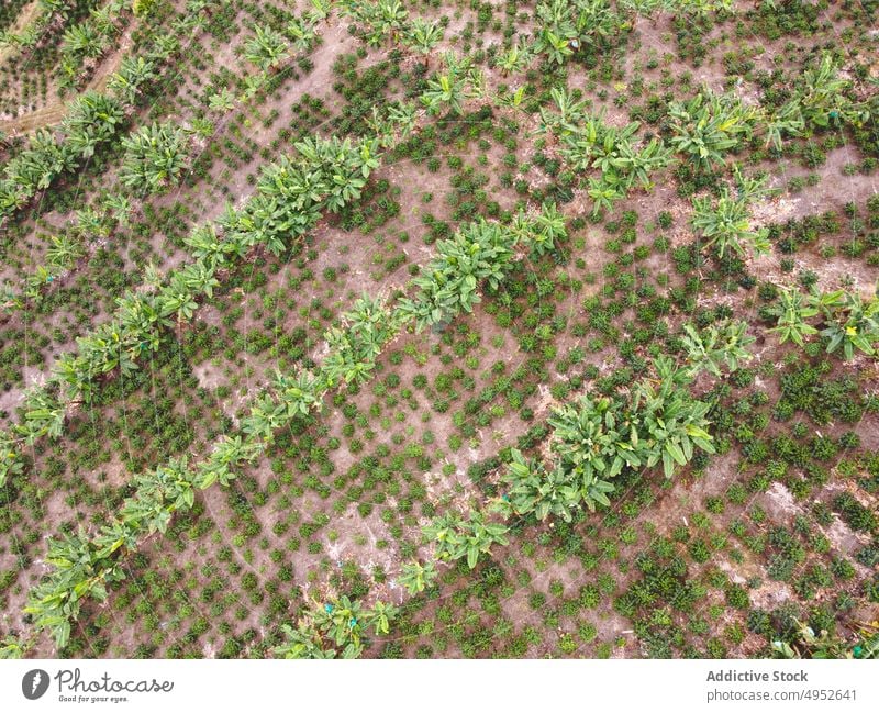 Kaffeebäume auf landwirtschaftlichen Plantagen Schonung Baum Ackerbau grün Reihe Pflanze Landschaft Natur kultivieren Wachstum Buchse Flora vegetieren Kultur