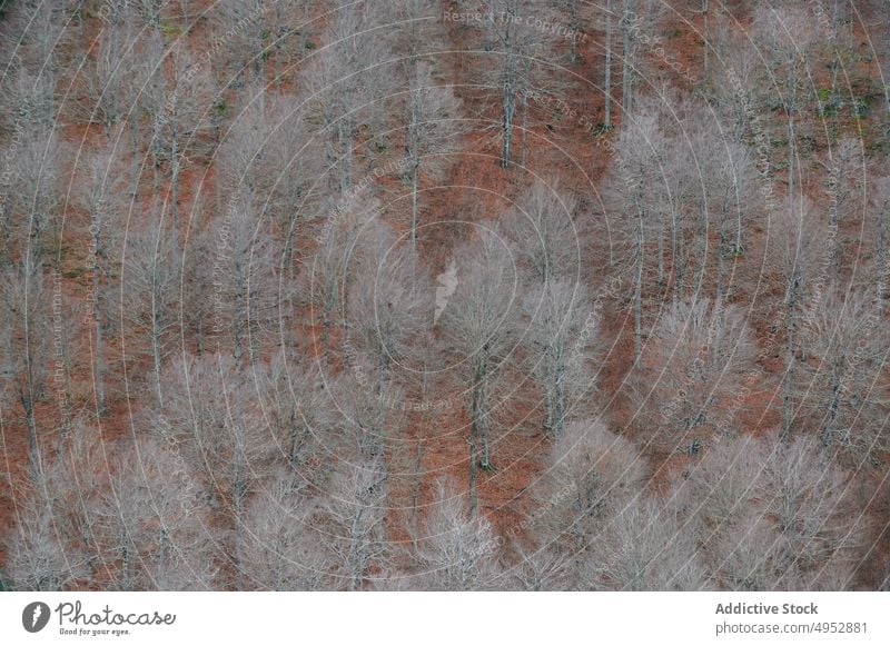 Wald mit Bäumen in Spanien Natur Wälder Waldgebiet Baum Pflanze nadelhaltig Herbst Flora laublos fallen wachsen vegetieren aragonisch Pyrenäen malerisch Wetter