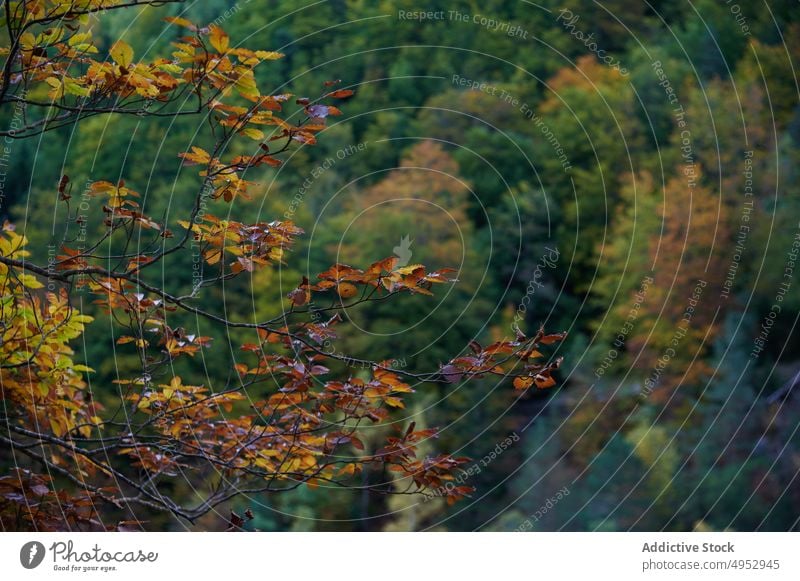 Wald mit Bäumen in Spanien Baum Wälder Natur Waldgebiet Pflanze vegetieren wachsen Laubwerk Kofferraum üppig (Wuchs) Umwelt Landschaft Wachstum Flora Pyrenäen