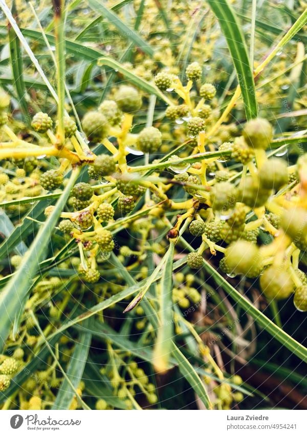 Wasserflechtwerk im Regen Wassergeflecht Pflanze Regentropfen gelbe Blume gelbe Pflanze nass Nahaufnahme Wassertropfen Natur Detailaufnahme Blüte